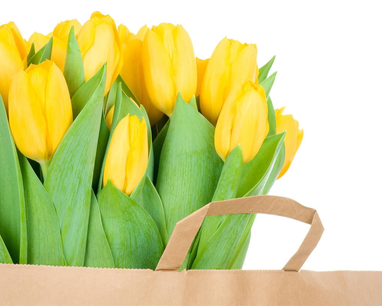 Velký tulipán tapetu (3) #18 - 1280x1024