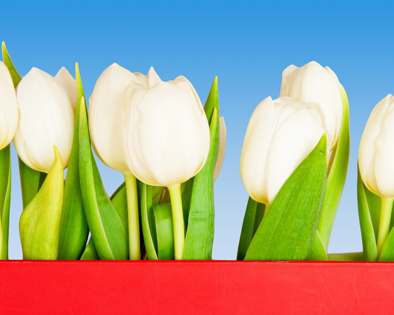 Velký tulipán tapetu (3) #20 - 1280x1024