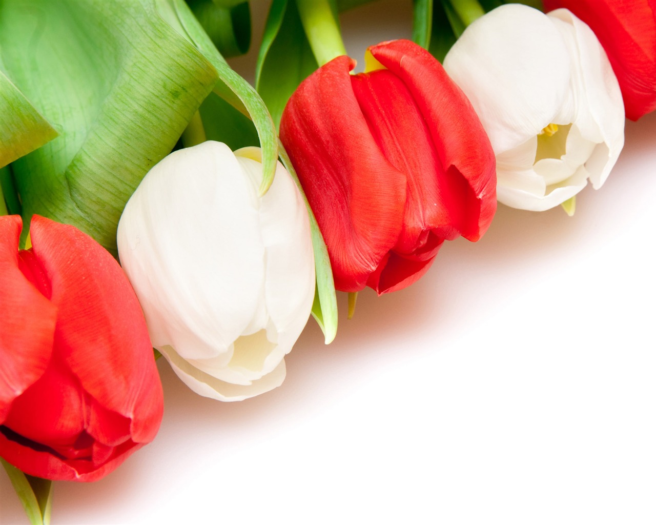 Velký tulipán tapetu (4) #1 - 1280x1024