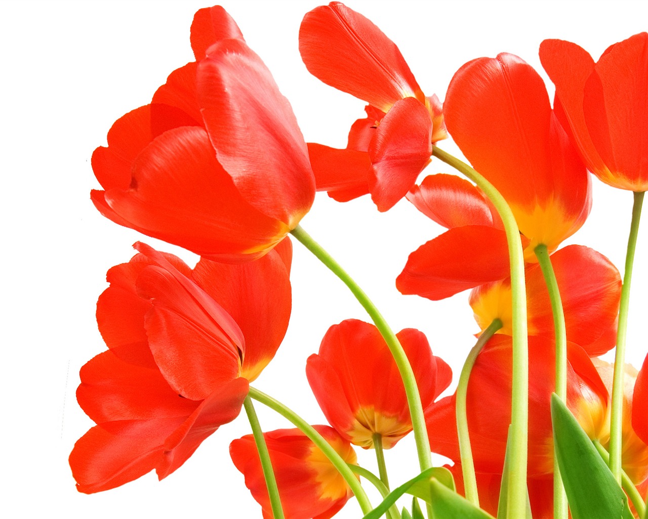 Velký tulipán tapetu (4) #2 - 1280x1024