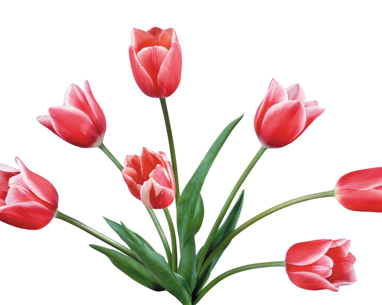 Velký tulipán tapetu (4) #3 - 1280x1024