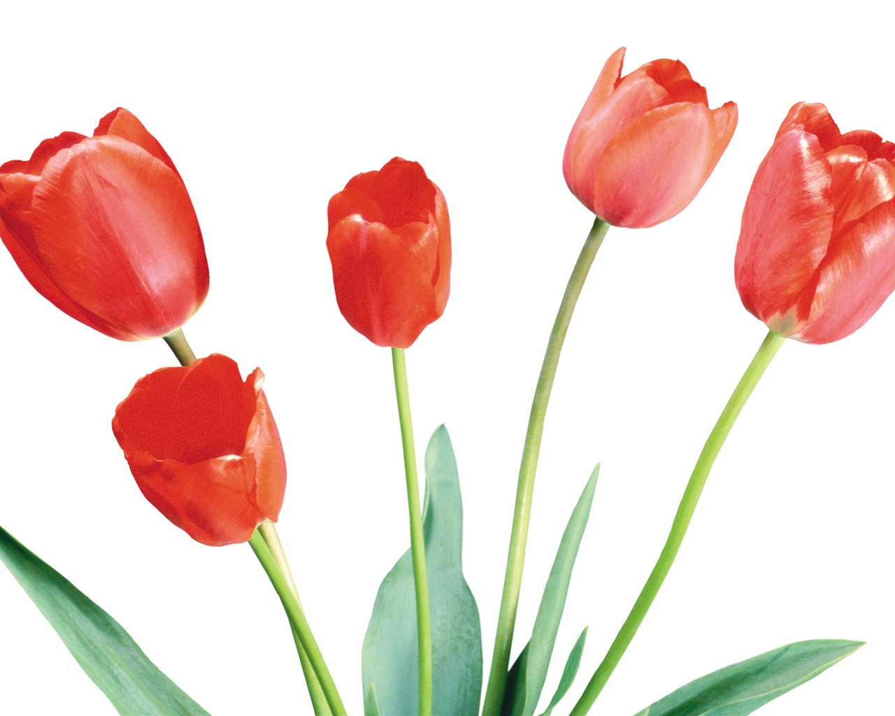 Velký tulipán tapetu (4) #4 - 1280x1024