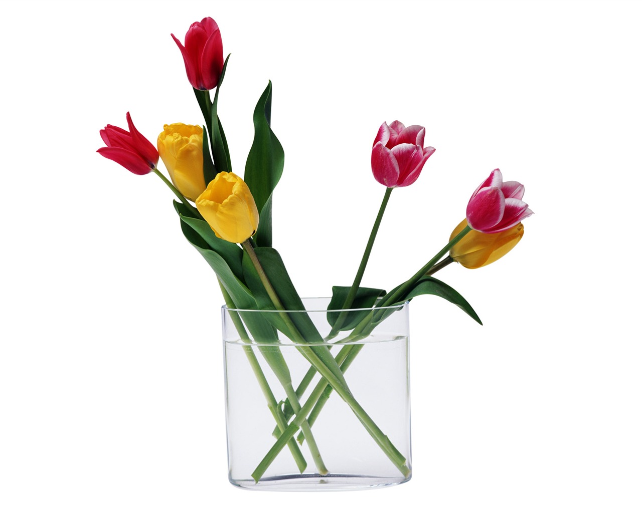 Velký tulipán tapetu (4) #5 - 1280x1024