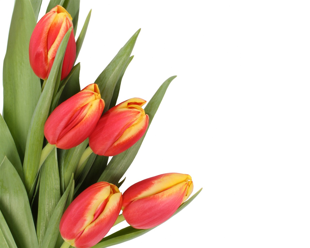 Large tulip wallpaper (4) #7 - 1280x1024