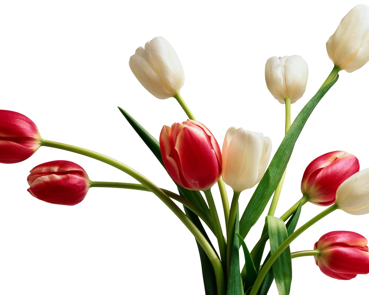 Velký tulipán tapetu (4) #9 - 1280x1024