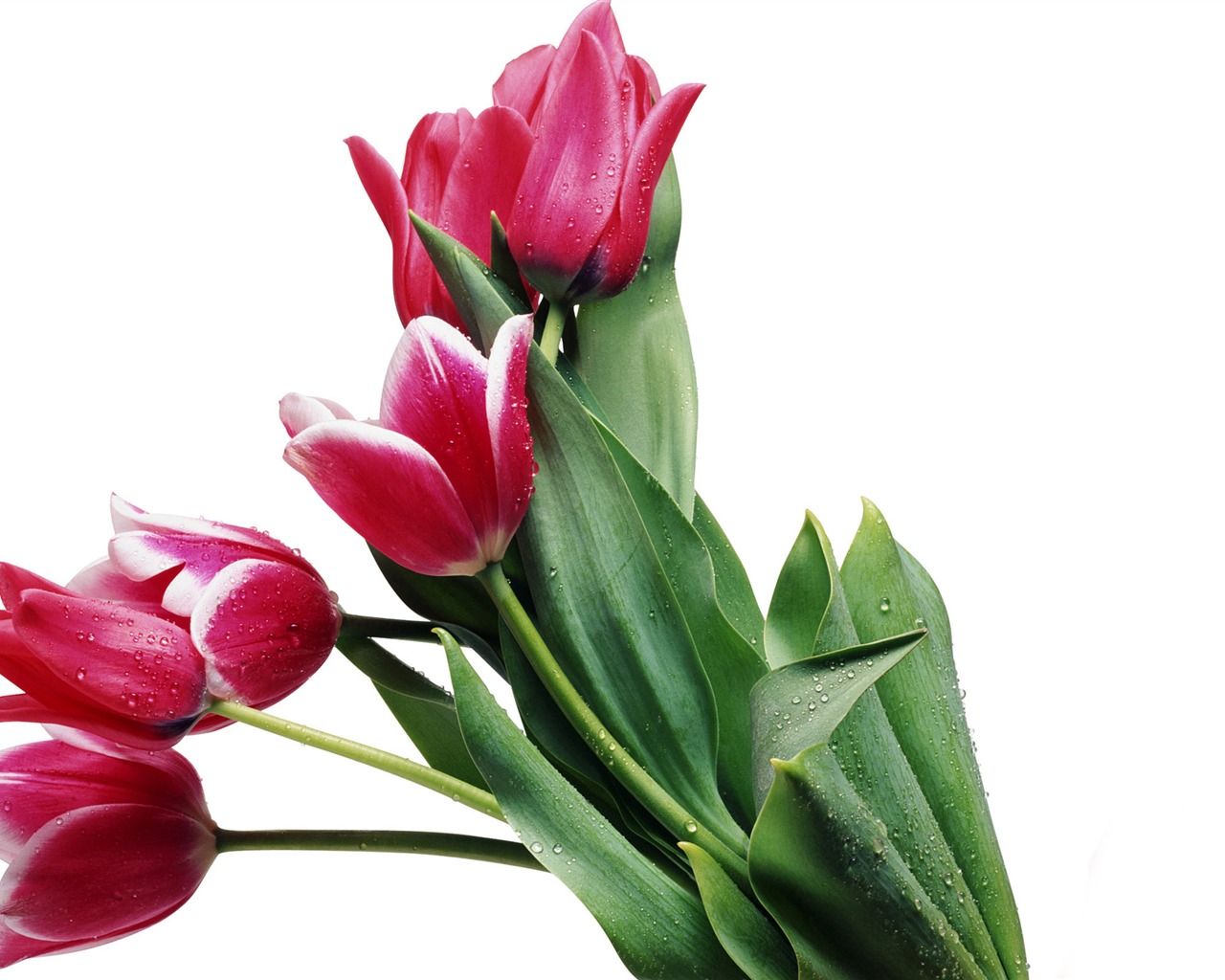 Velký tulipán tapetu (4) #10 - 1280x1024