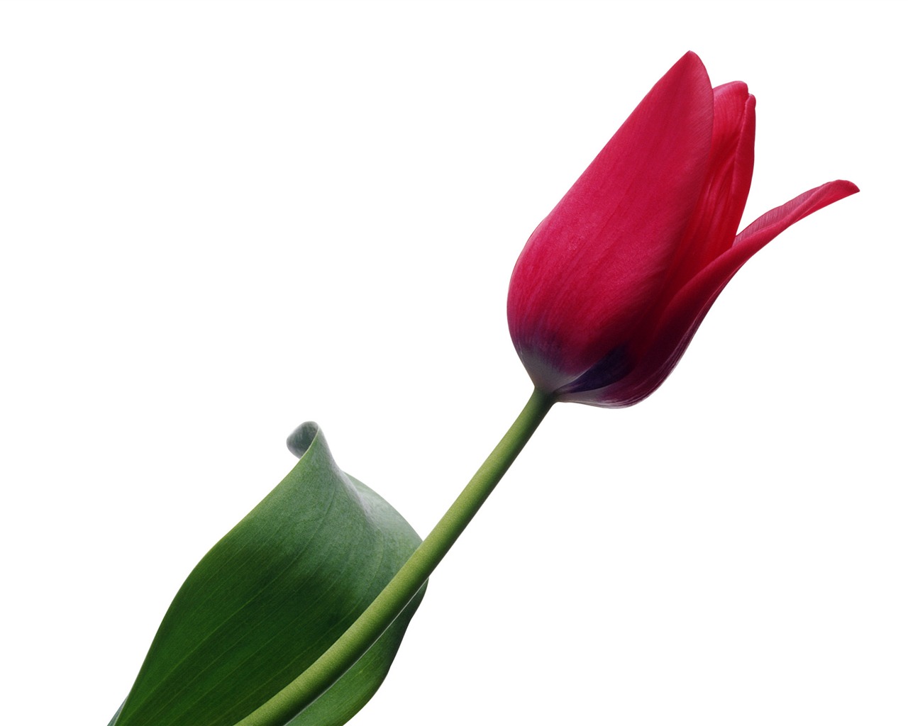 Velký tulipán tapetu (4) #13 - 1280x1024