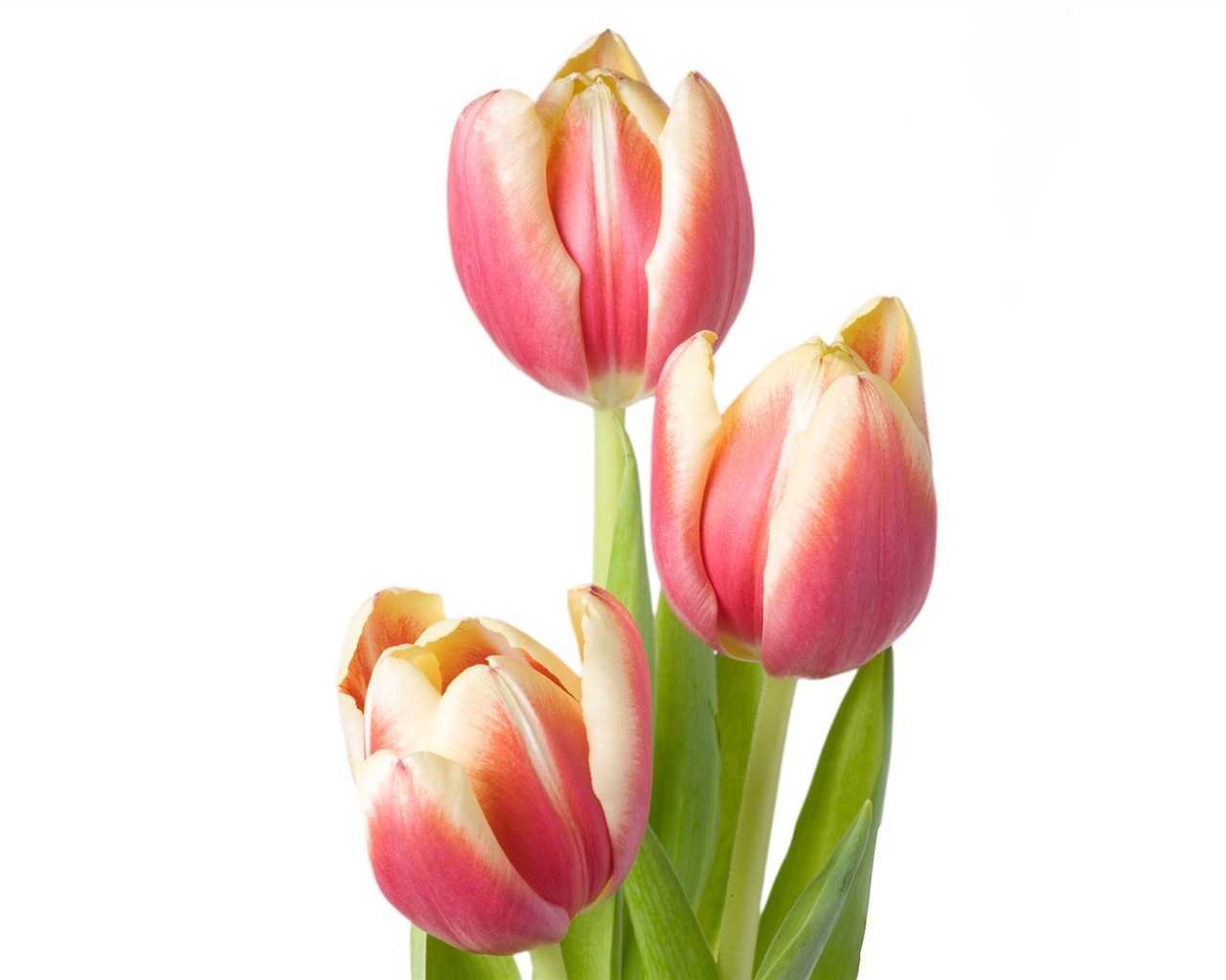 Velký tulipán tapetu (4) #14 - 1280x1024
