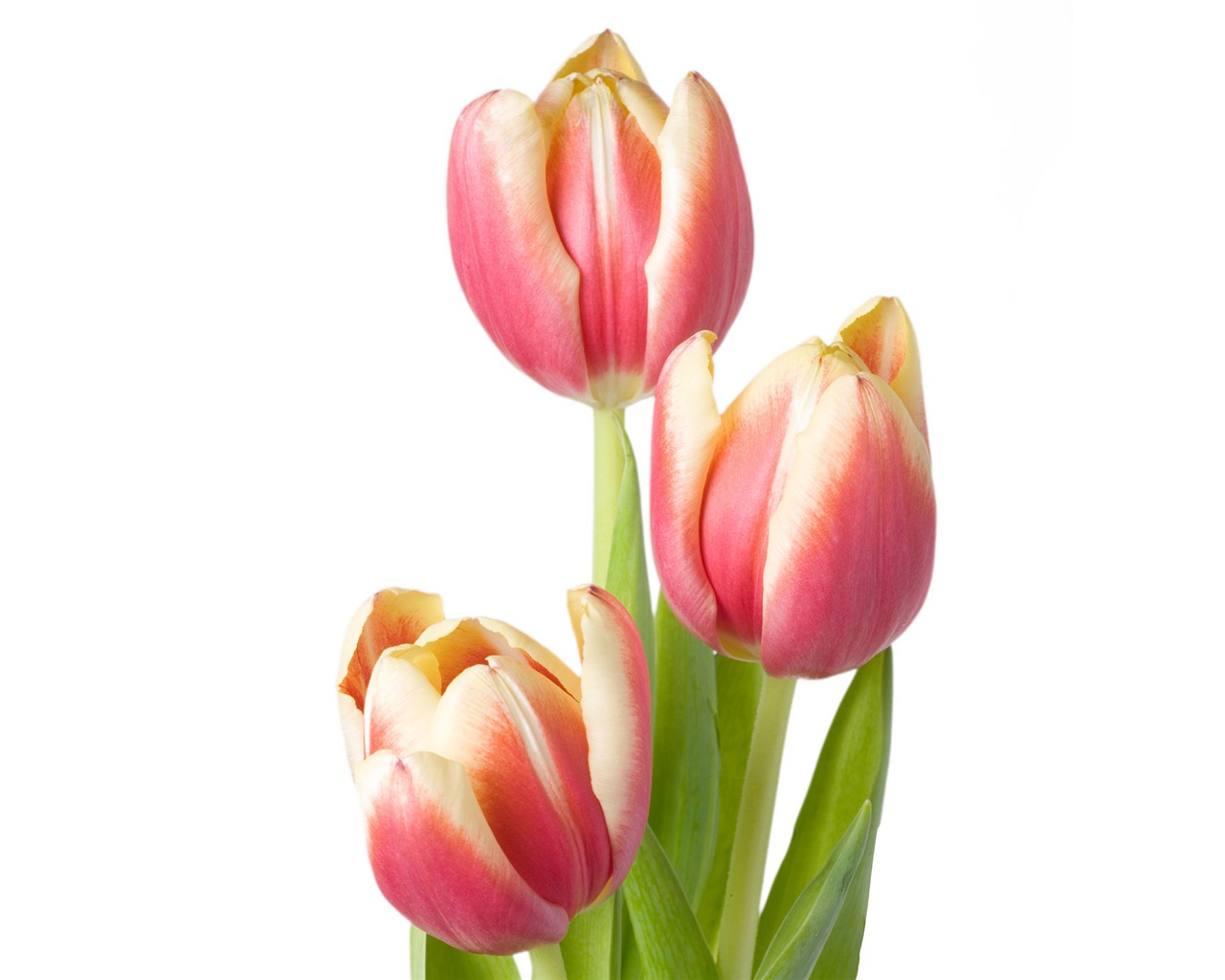 Large tulip wallpaper (4) #14 - 1280x1024