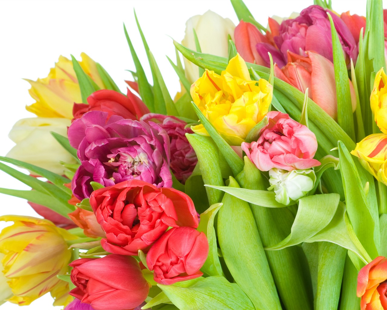 Velký tulipán tapetu (4) #15 - 1280x1024
