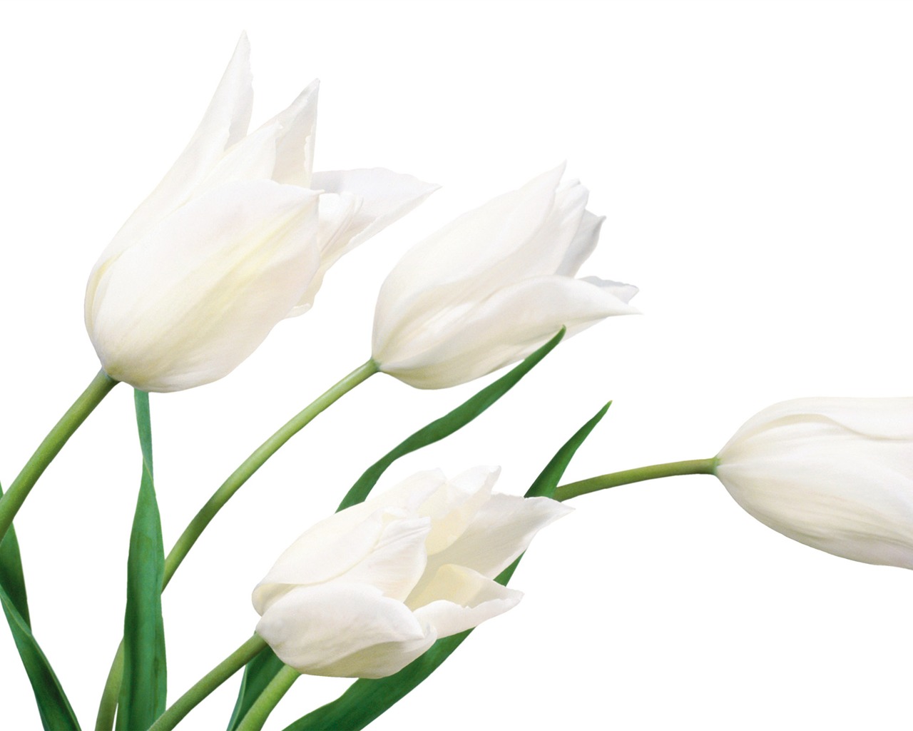 Velký tulipán tapetu (4) #17 - 1280x1024