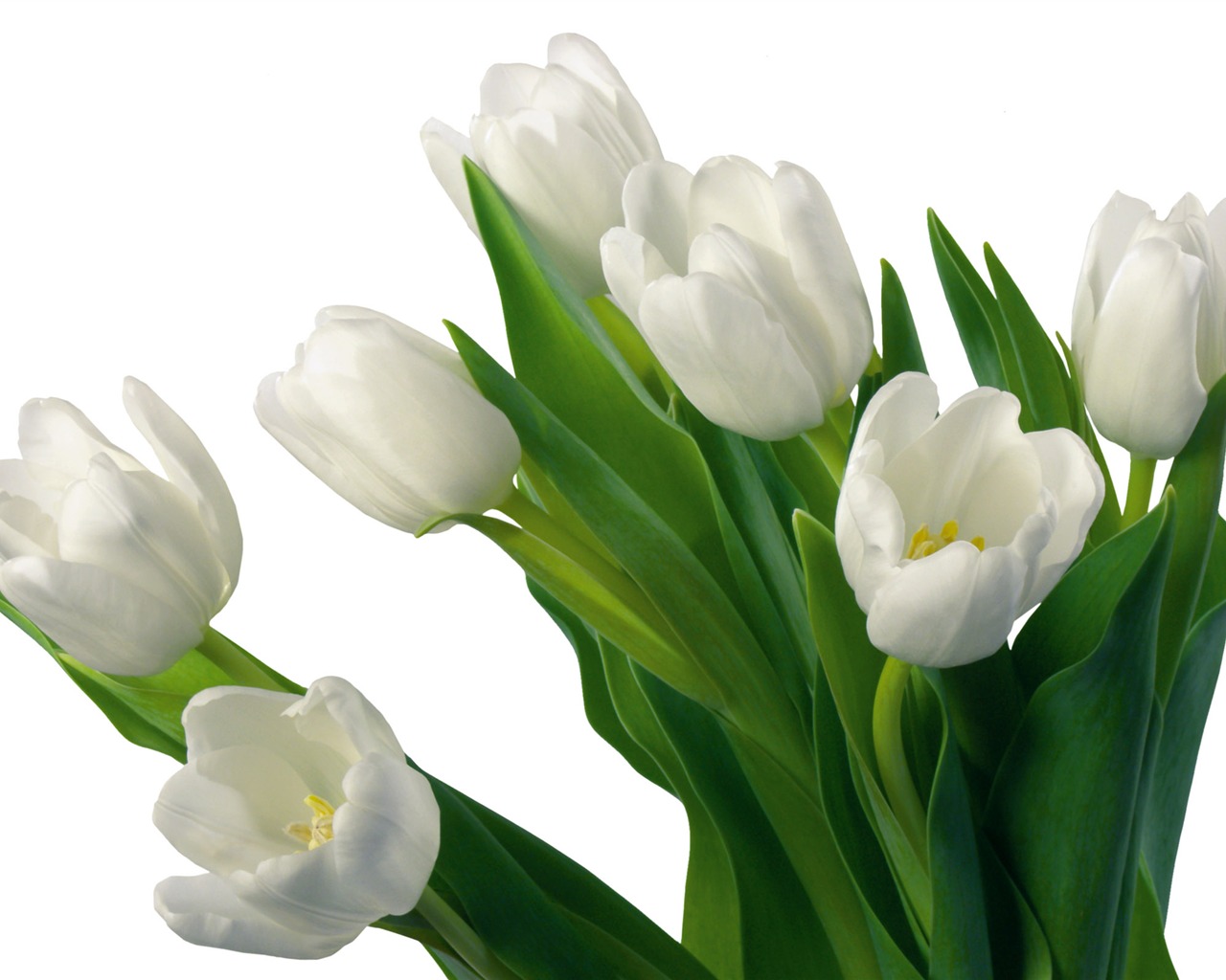 Velký tulipán tapetu (4) #18 - 1280x1024