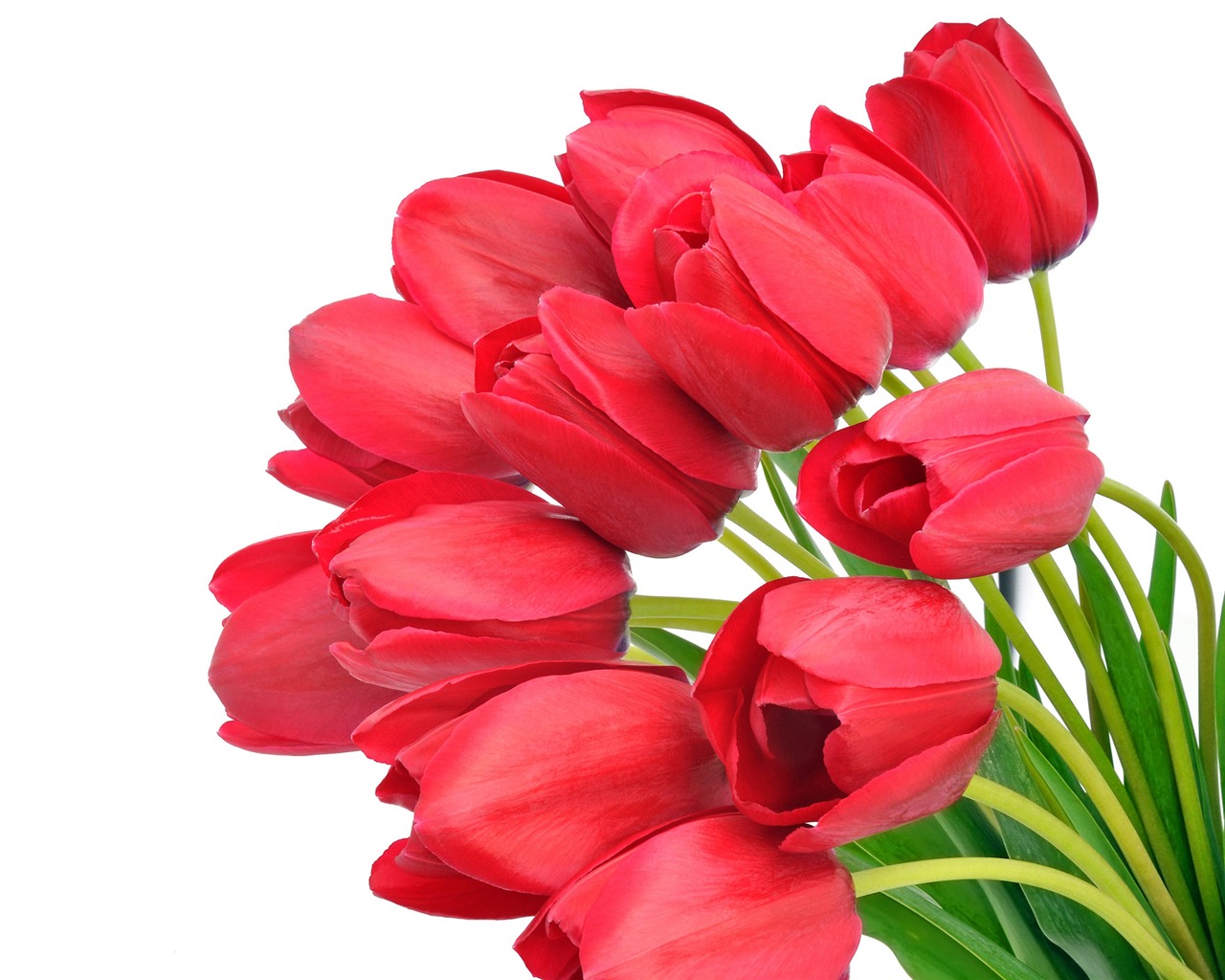 Velký tulipán tapetu (4) #20 - 1280x1024