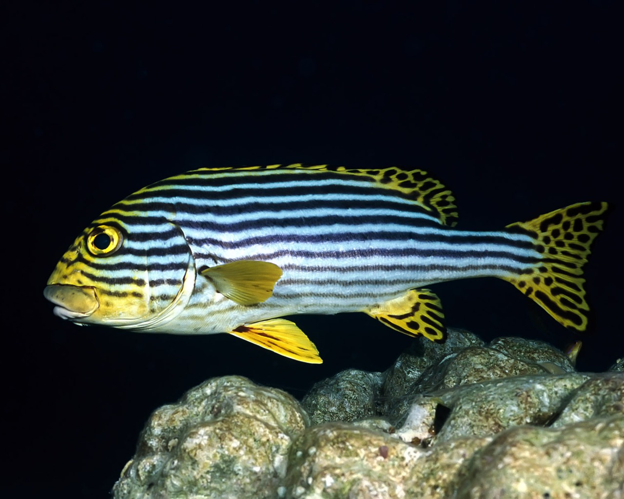 Zábava Underwater World (3) #2 - 1280x1024
