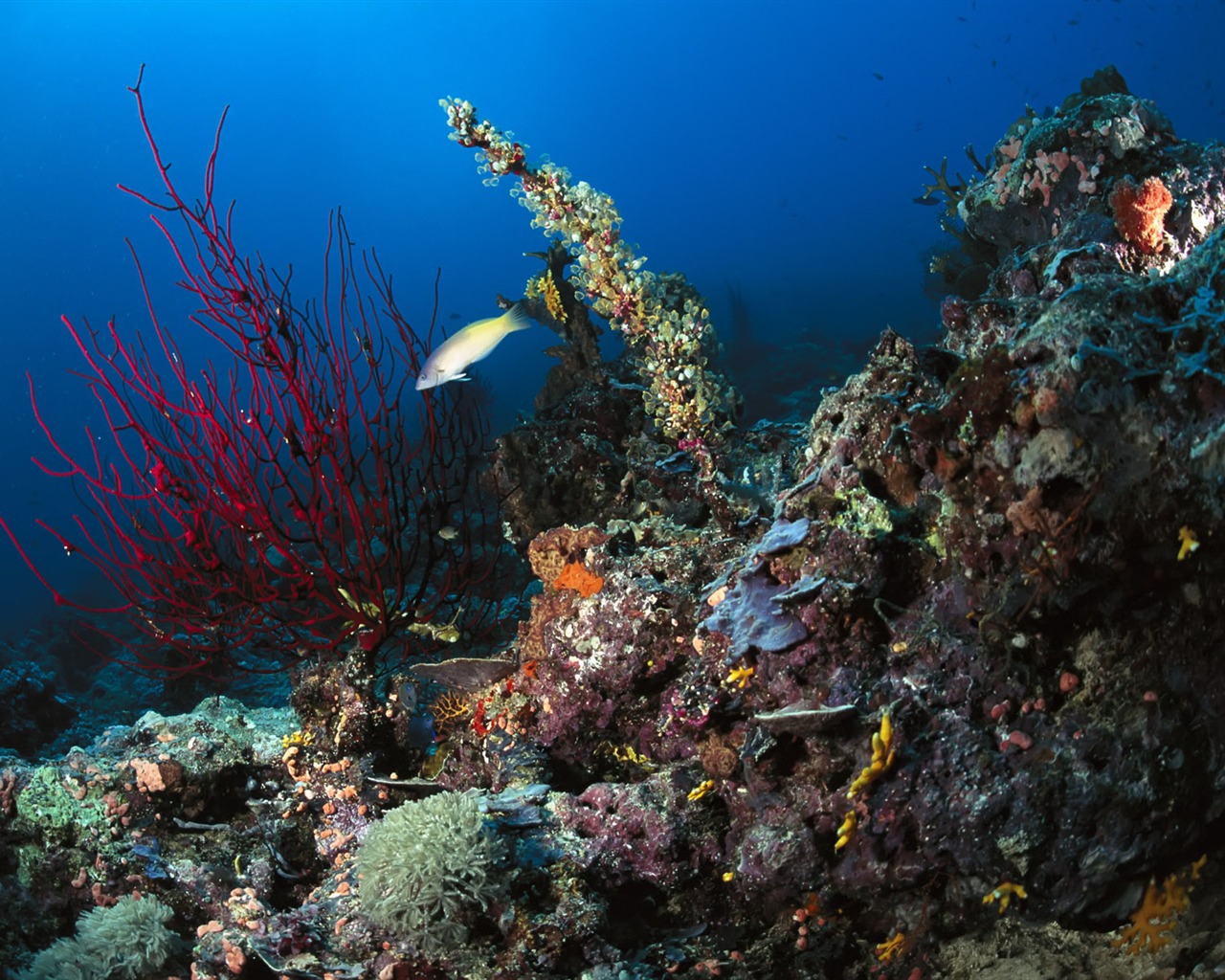 Zábava Underwater World (3) #3 - 1280x1024