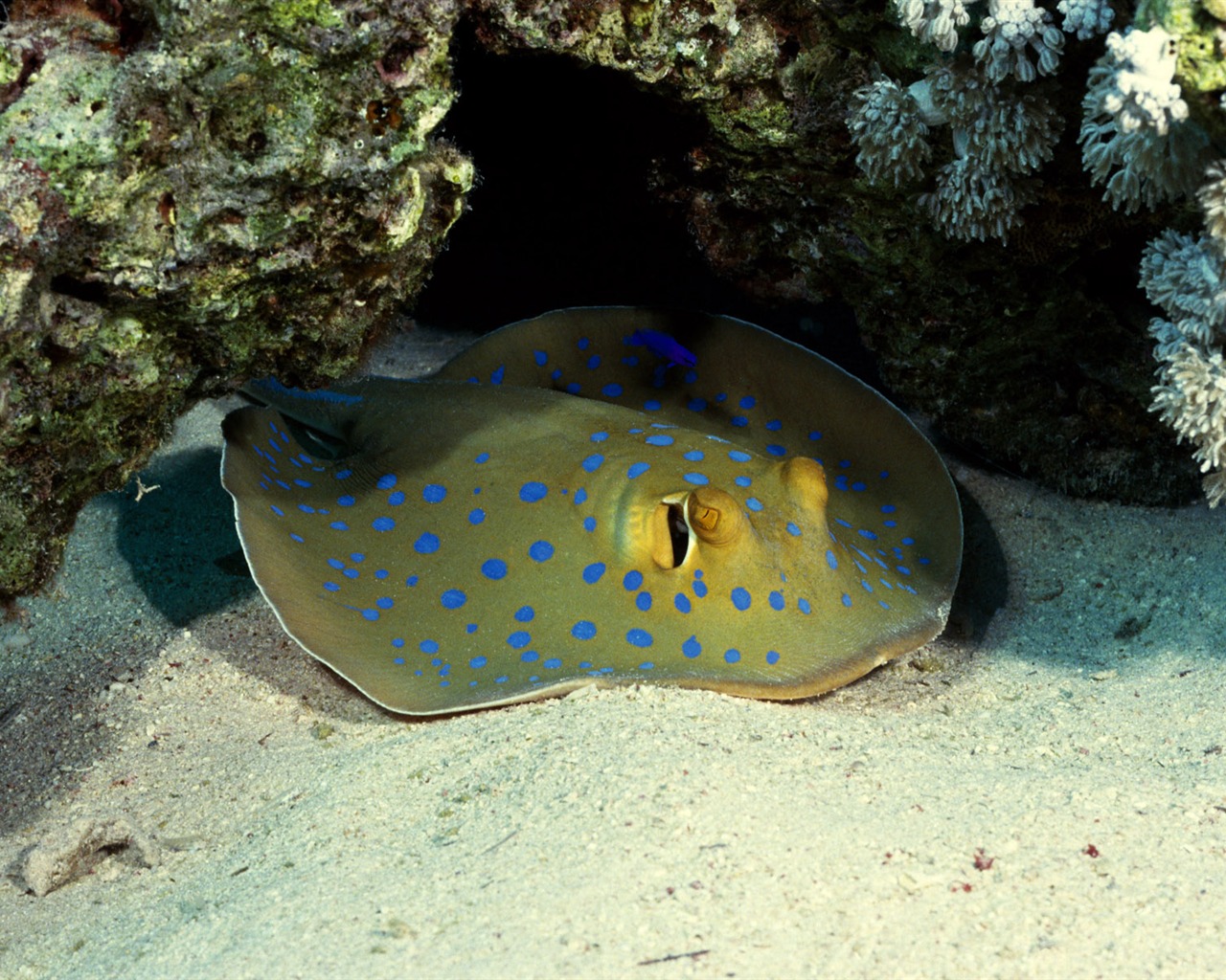 Zábava Underwater World (3) #4 - 1280x1024
