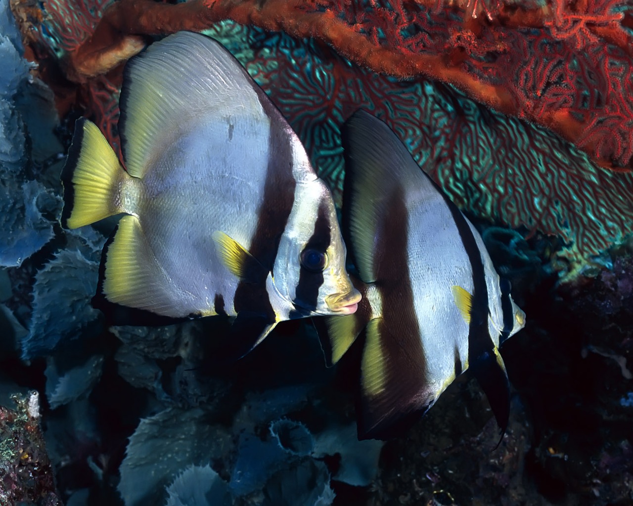 Zábava Underwater World (3) #8 - 1280x1024