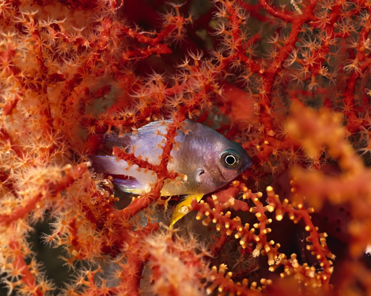 Fun Underwater World (3) #11 - 1280x1024