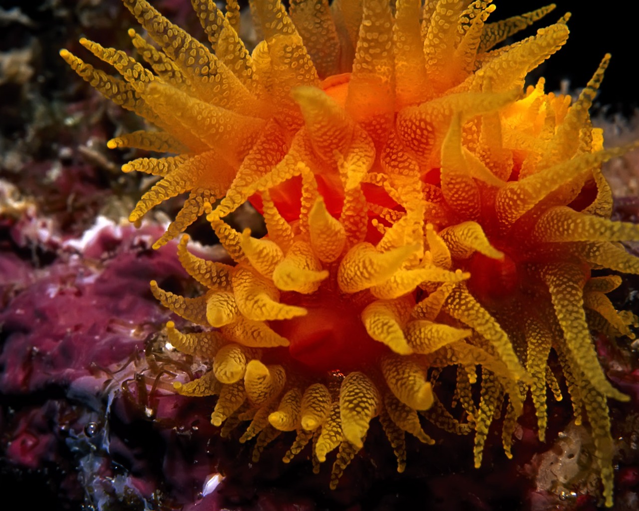 Zábava Underwater World (3) #12 - 1280x1024