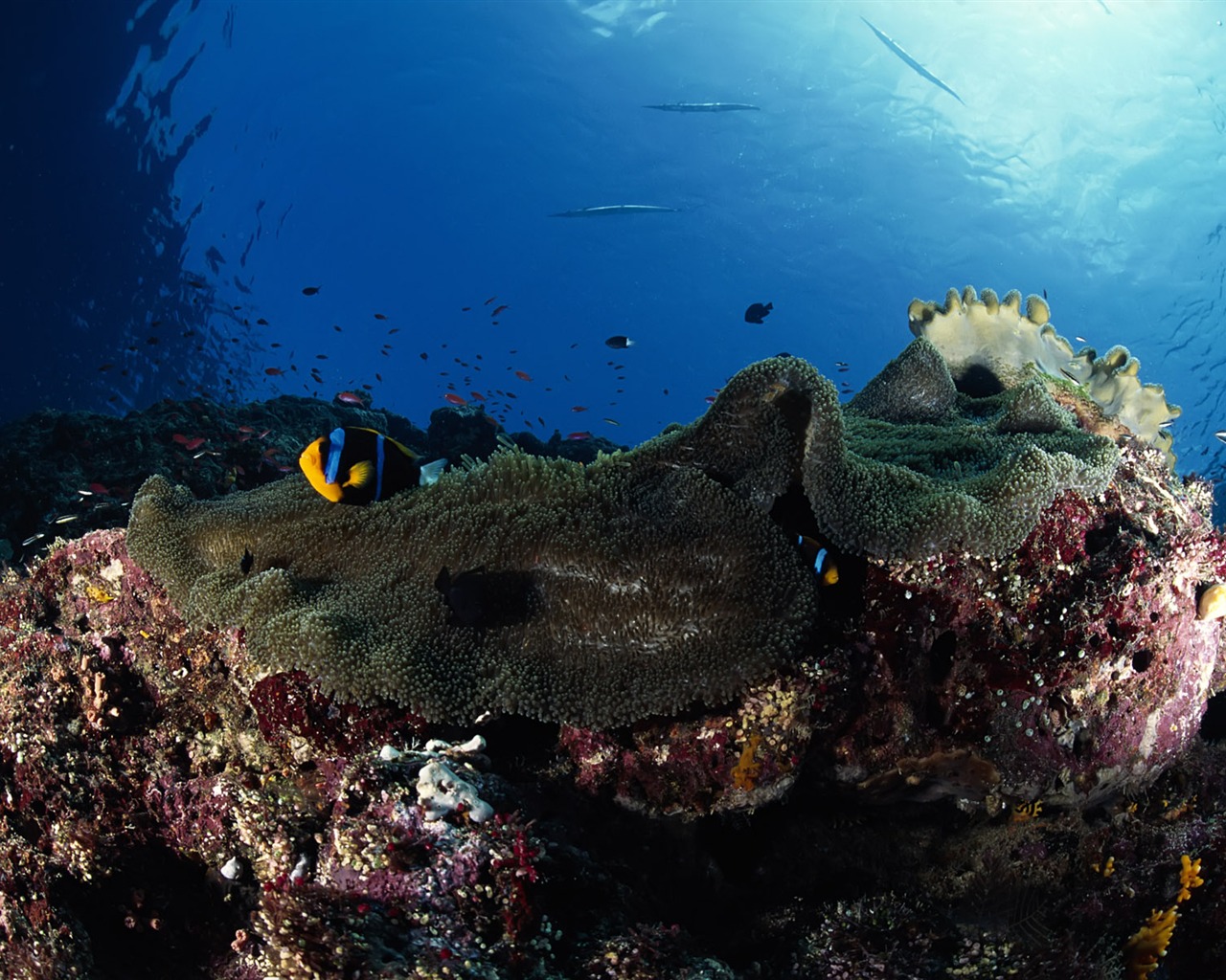 Zábava Underwater World (3) #15 - 1280x1024