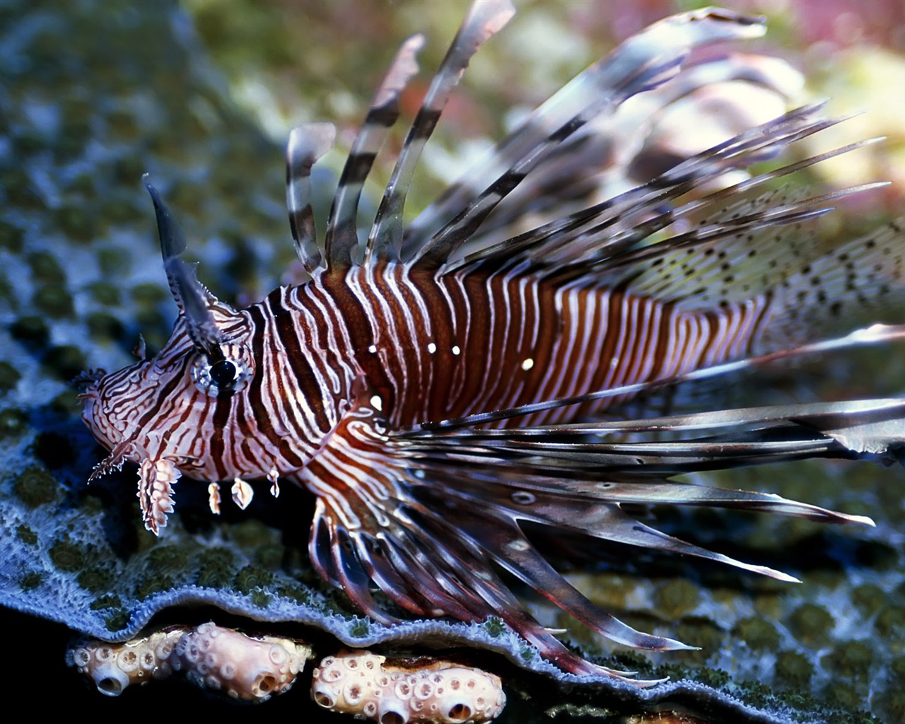 Zábava Underwater World (3) #16 - 1280x1024