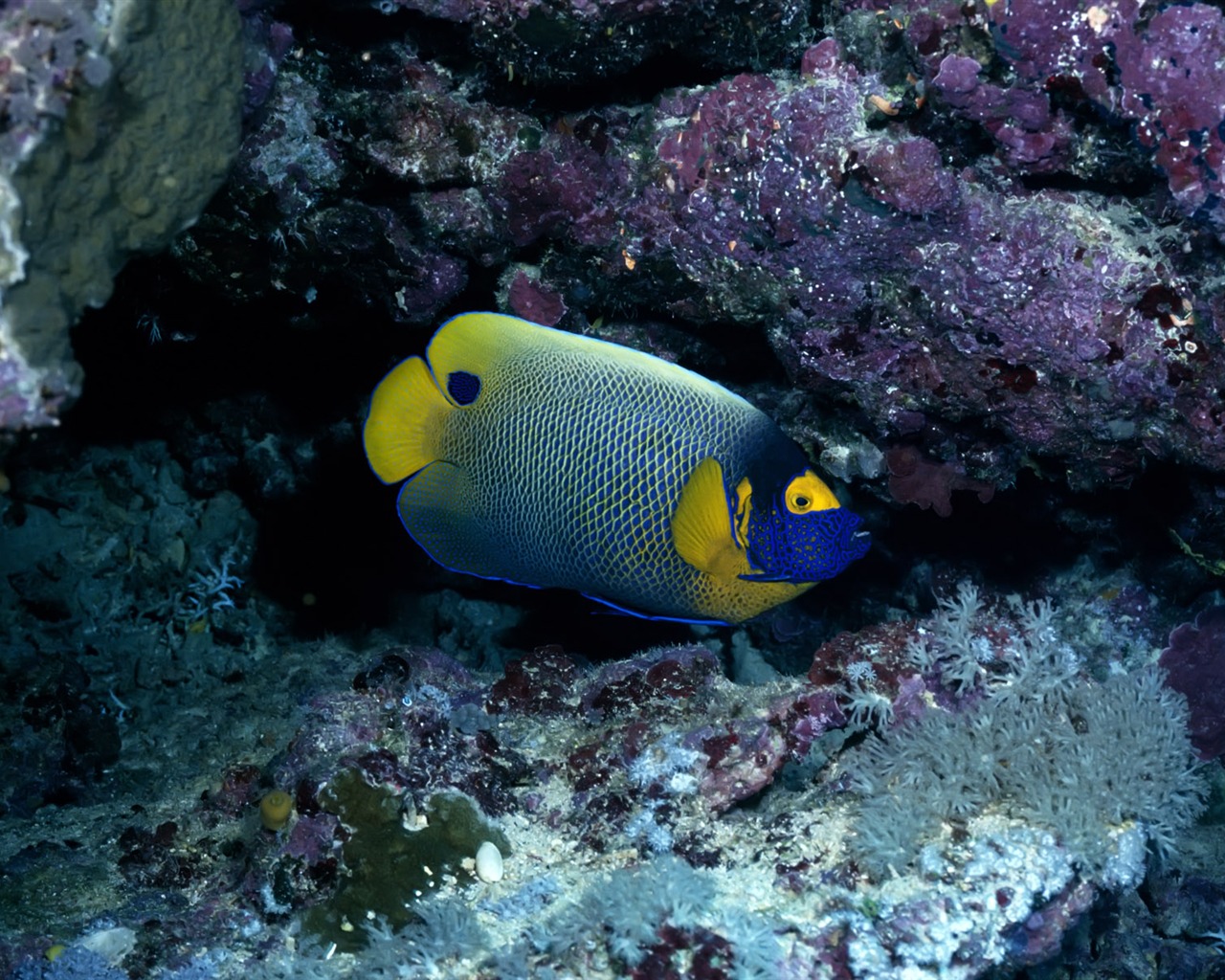 Zábava Underwater World (3) #19 - 1280x1024