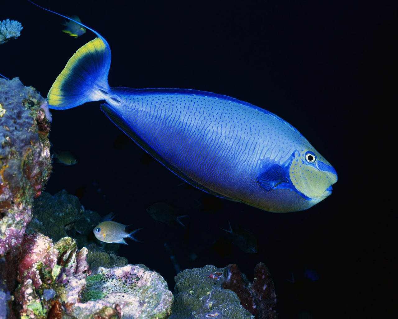 Zábava Underwater World (3) #20 - 1280x1024
