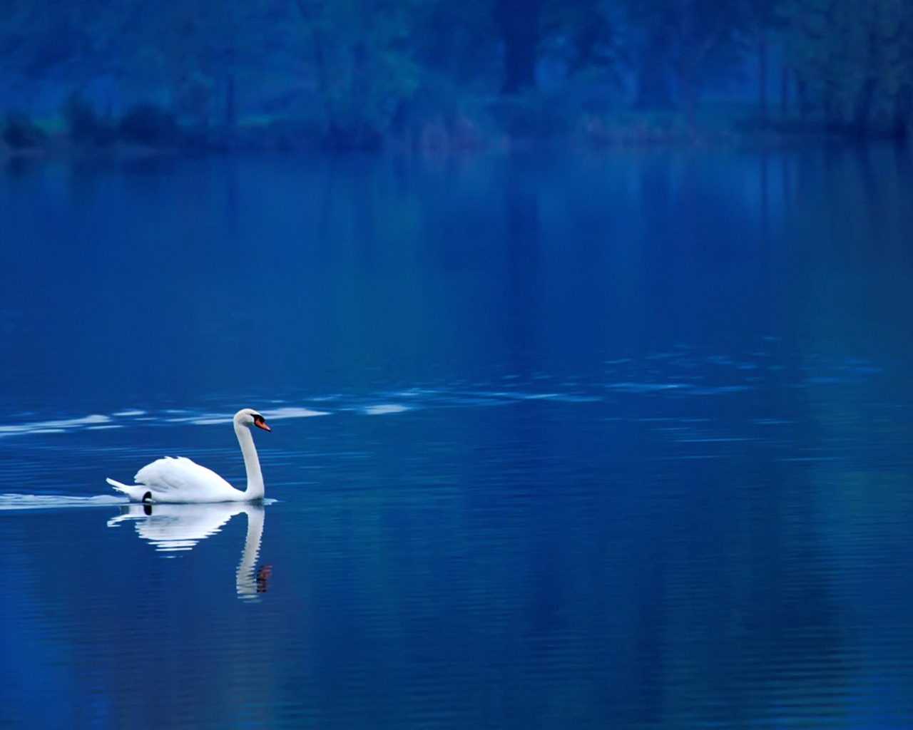 Animal Widescreen Wallpapers Collection (7) #2 - 1280x1024