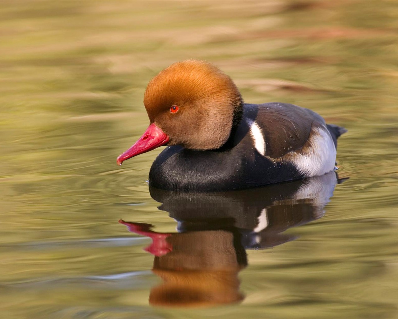 Animal Widescreen Wallpapers Collection (7) #6 - 1280x1024