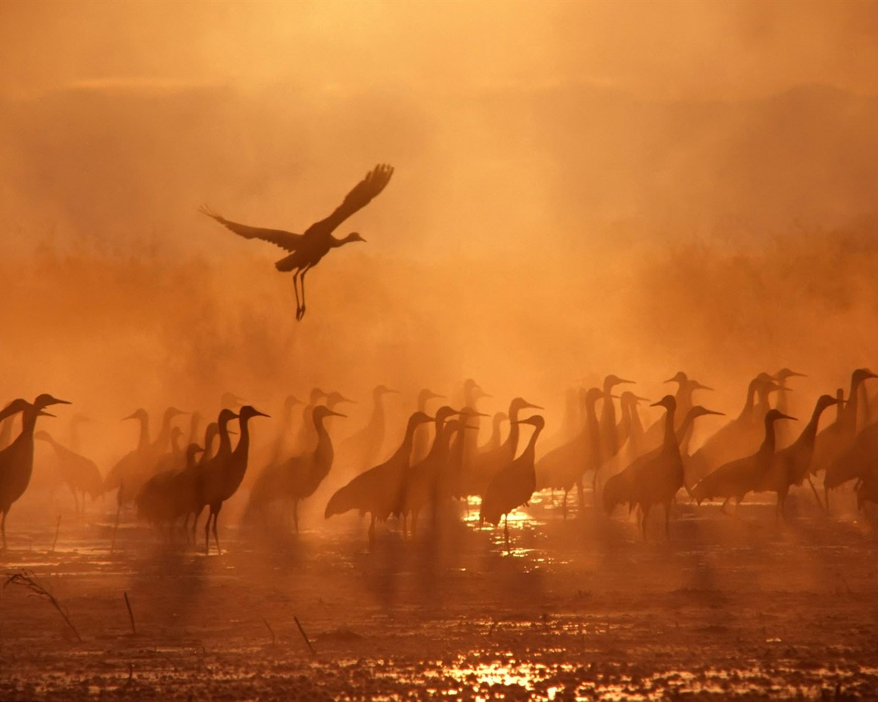 Animal Widescreen Wallpapers Collection (7) #13 - 1280x1024