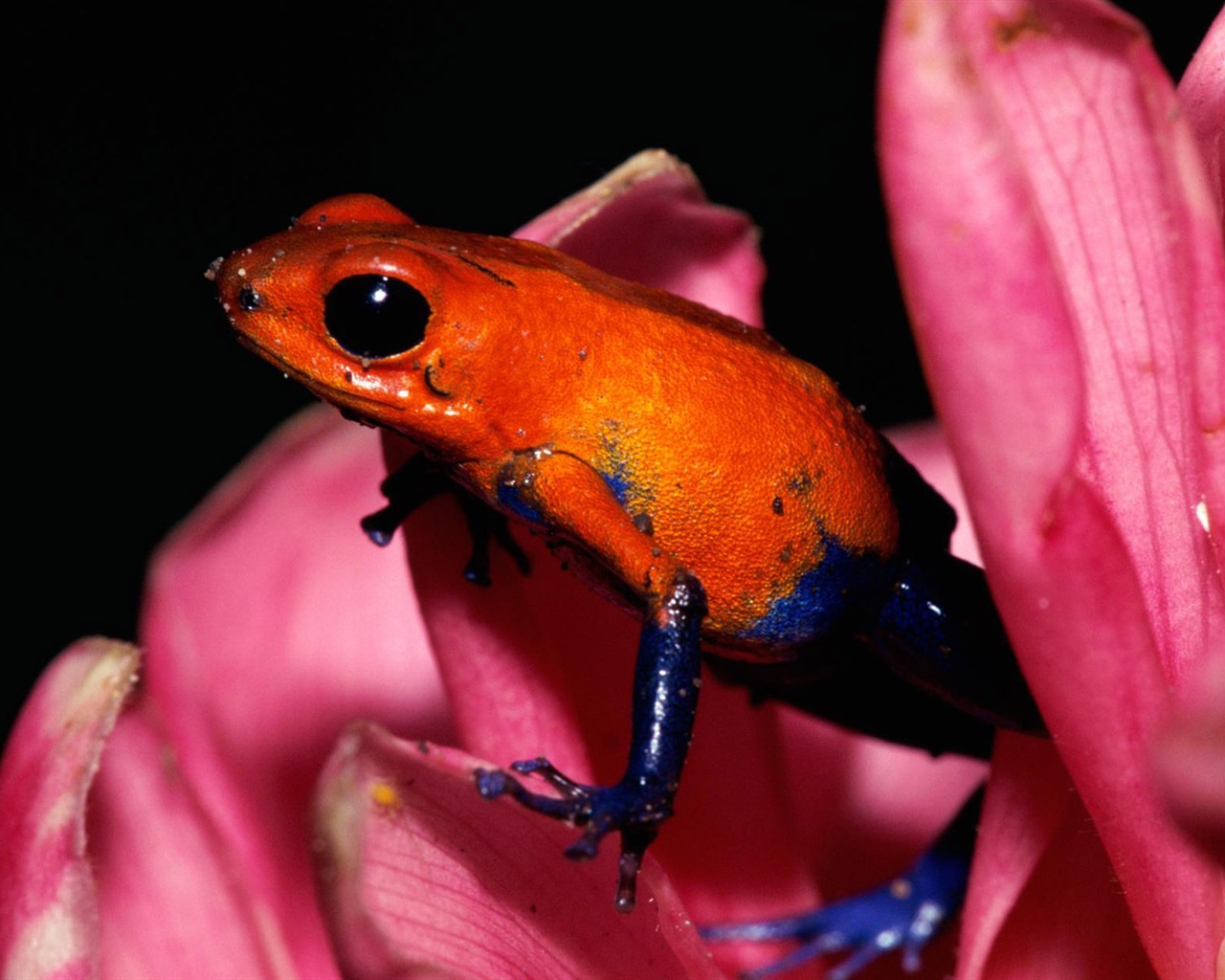 Animal Widescreen Wallpapers Collection (7) #14 - 1280x1024