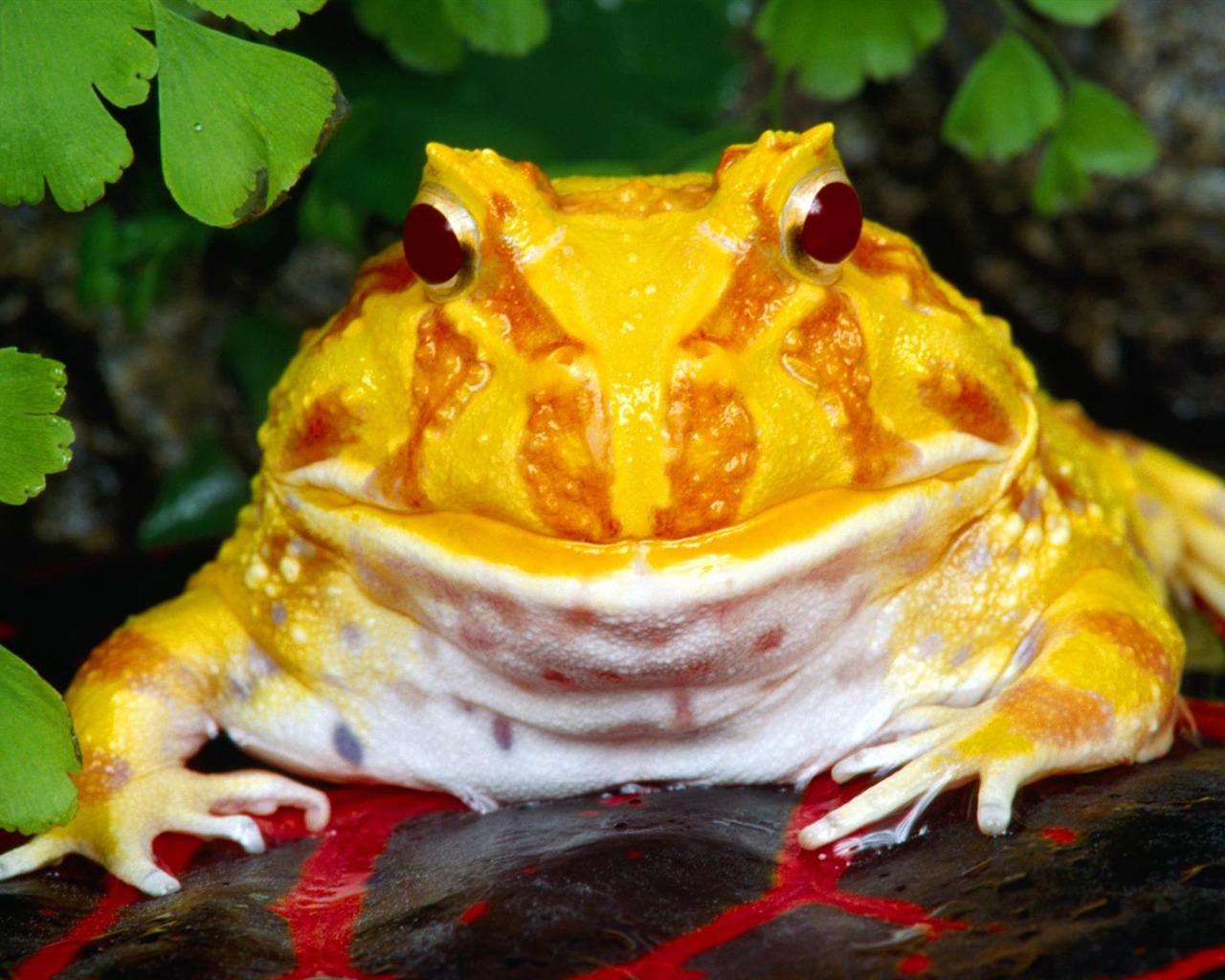 Animal Widescreen Wallpapers Collection (7) #18 - 1280x1024