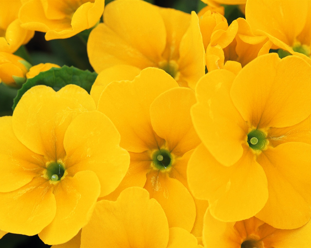 Widescreen wallpaper flowers close-up (7) #4 - 1280x1024