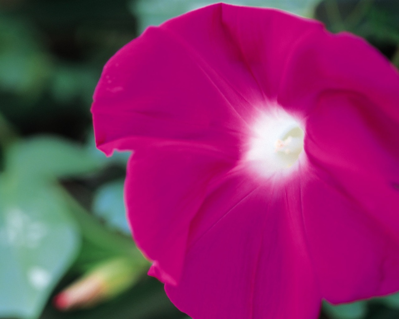Widescreen wallpaper flowers close-up (8) #5 - 1280x1024