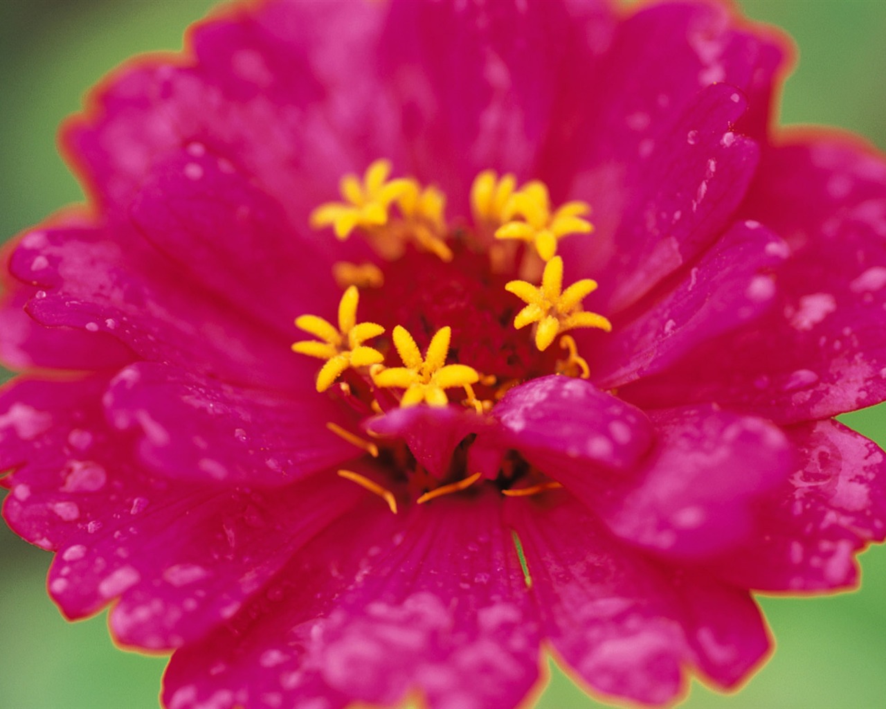 Widescreen wallpaper flowers close-up (8) #9 - 1280x1024