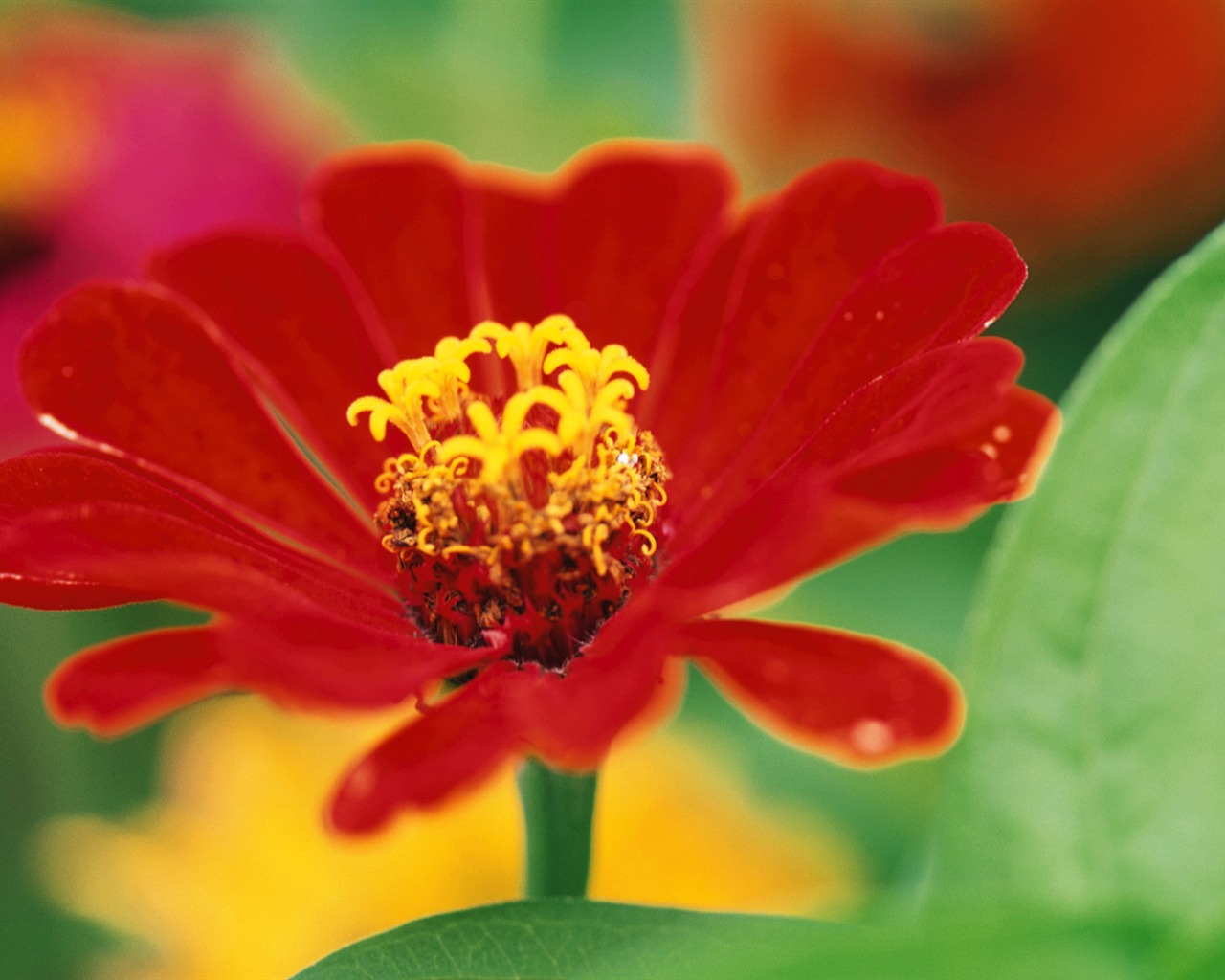 Widescreen wallpaper flowers close-up (8) #16 - 1280x1024