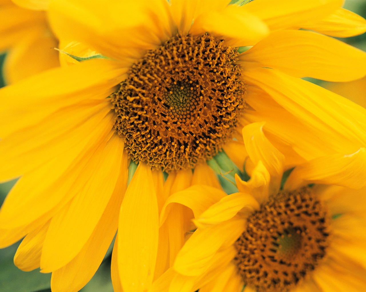 Widescreen wallpaper flowers close-up (8) #18 - 1280x1024