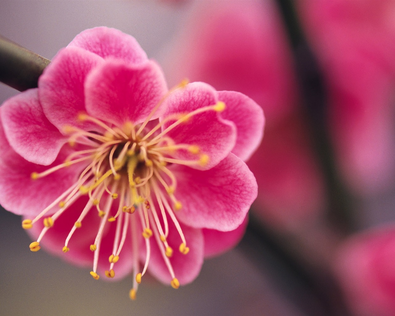 fleurs fond d'écran Widescreen close-up (9) #1 - 1280x1024