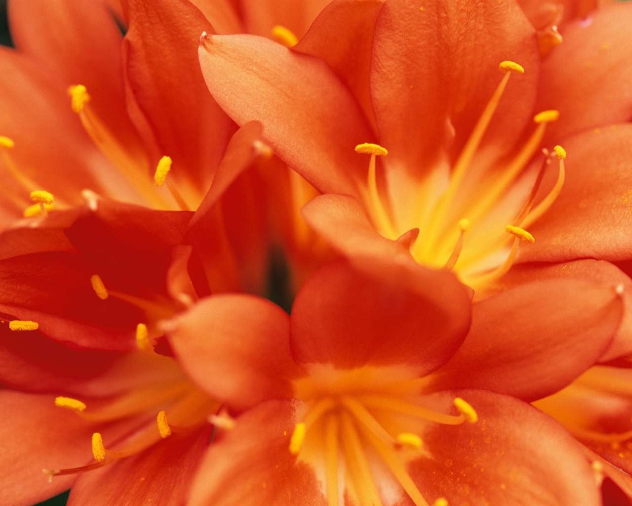fleurs fond d'écran Widescreen close-up (9) #5 - 1280x1024