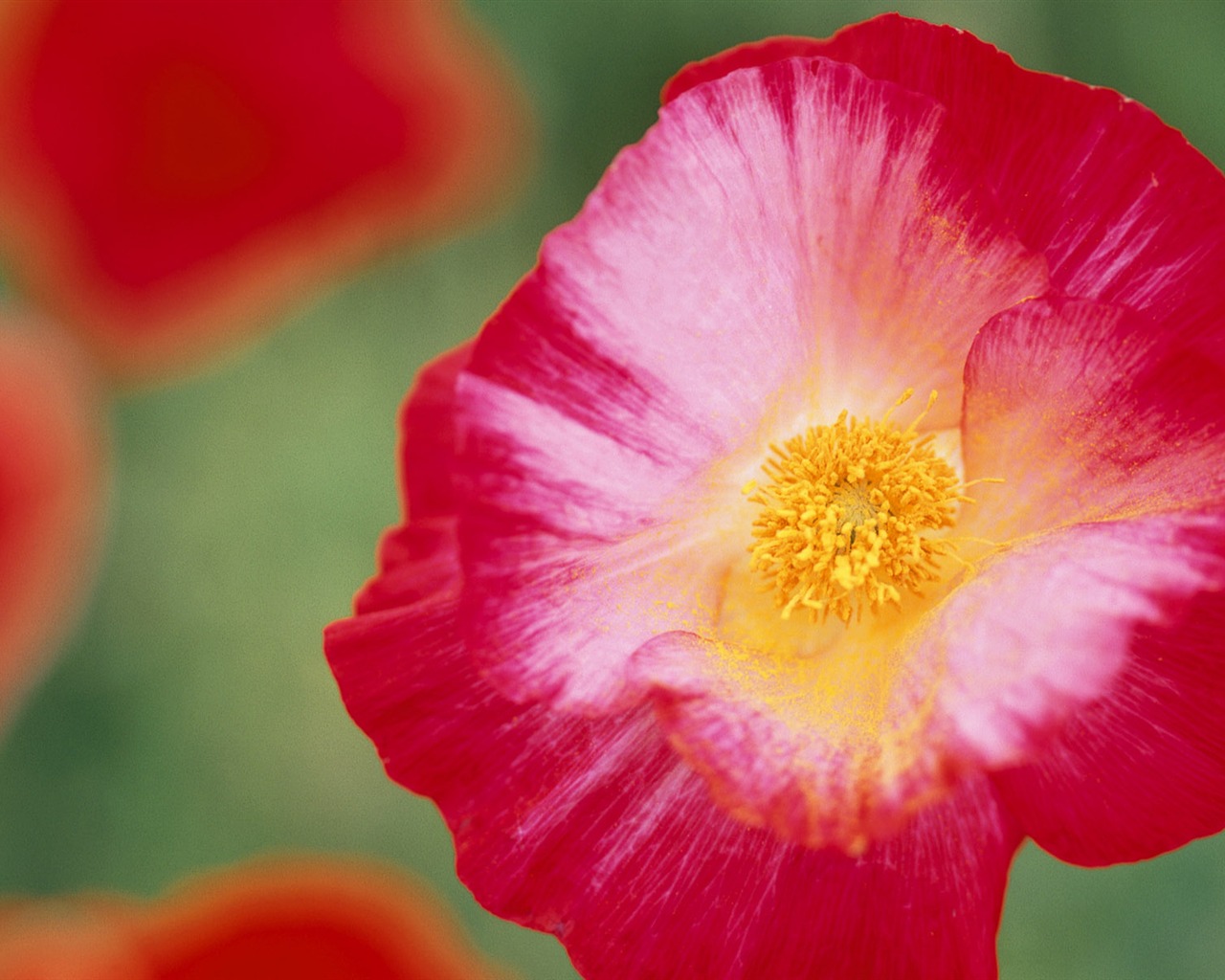 Widescreen wallpaper flowers close-up (9) #18 - 1280x1024