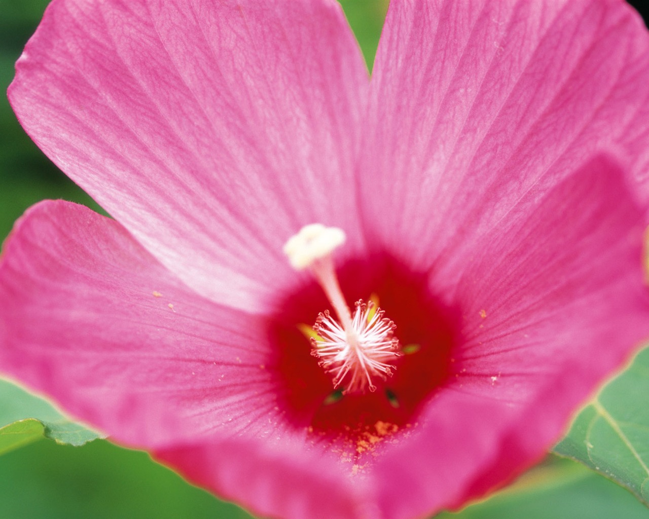 fleurs fond d'écran Widescreen close-up (10) #1 - 1280x1024