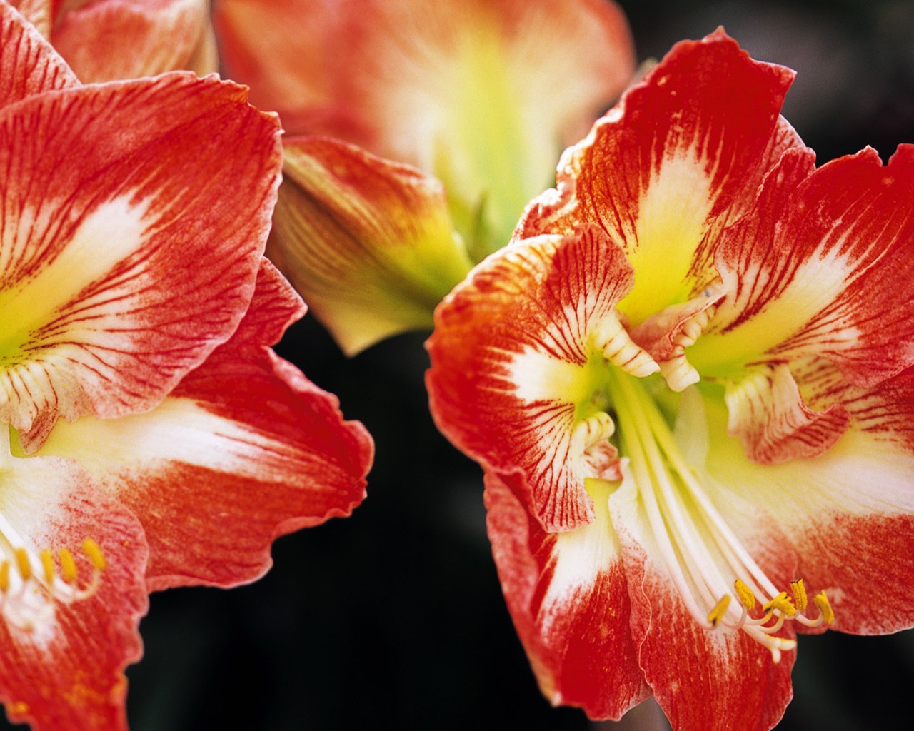 Widescreen wallpaper flowers close-up (10) #2 - 1280x1024