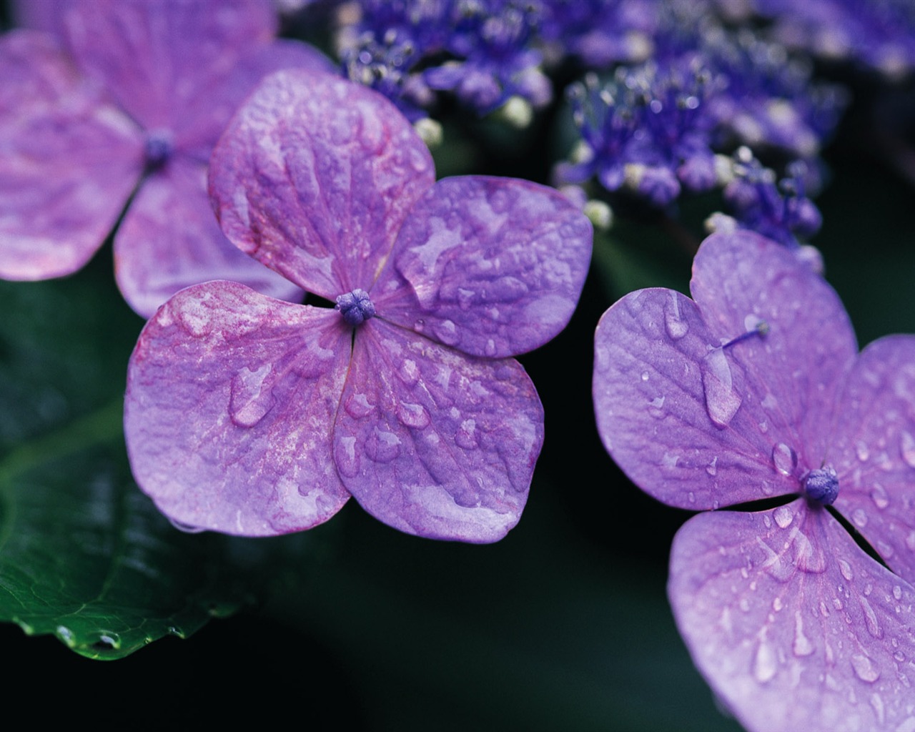 fleurs fond d'écran Widescreen close-up (10) #9 - 1280x1024