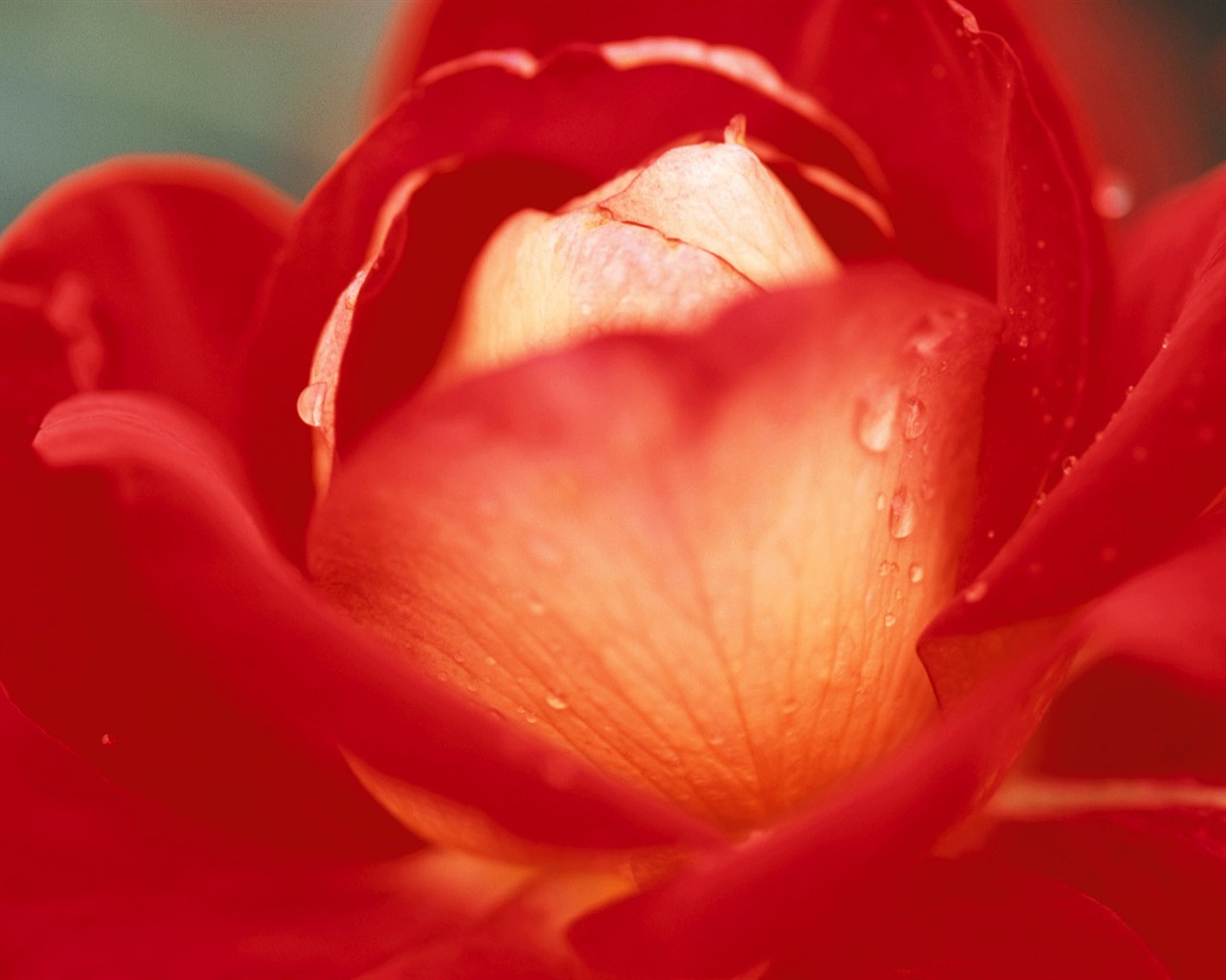 fleurs fond d'écran Widescreen close-up (10) #13 - 1280x1024