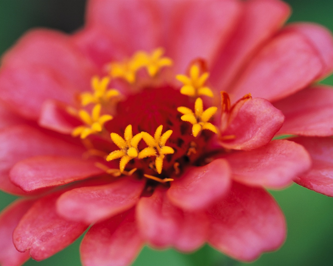 fleurs fond d'écran Widescreen close-up (10) #16 - 1280x1024