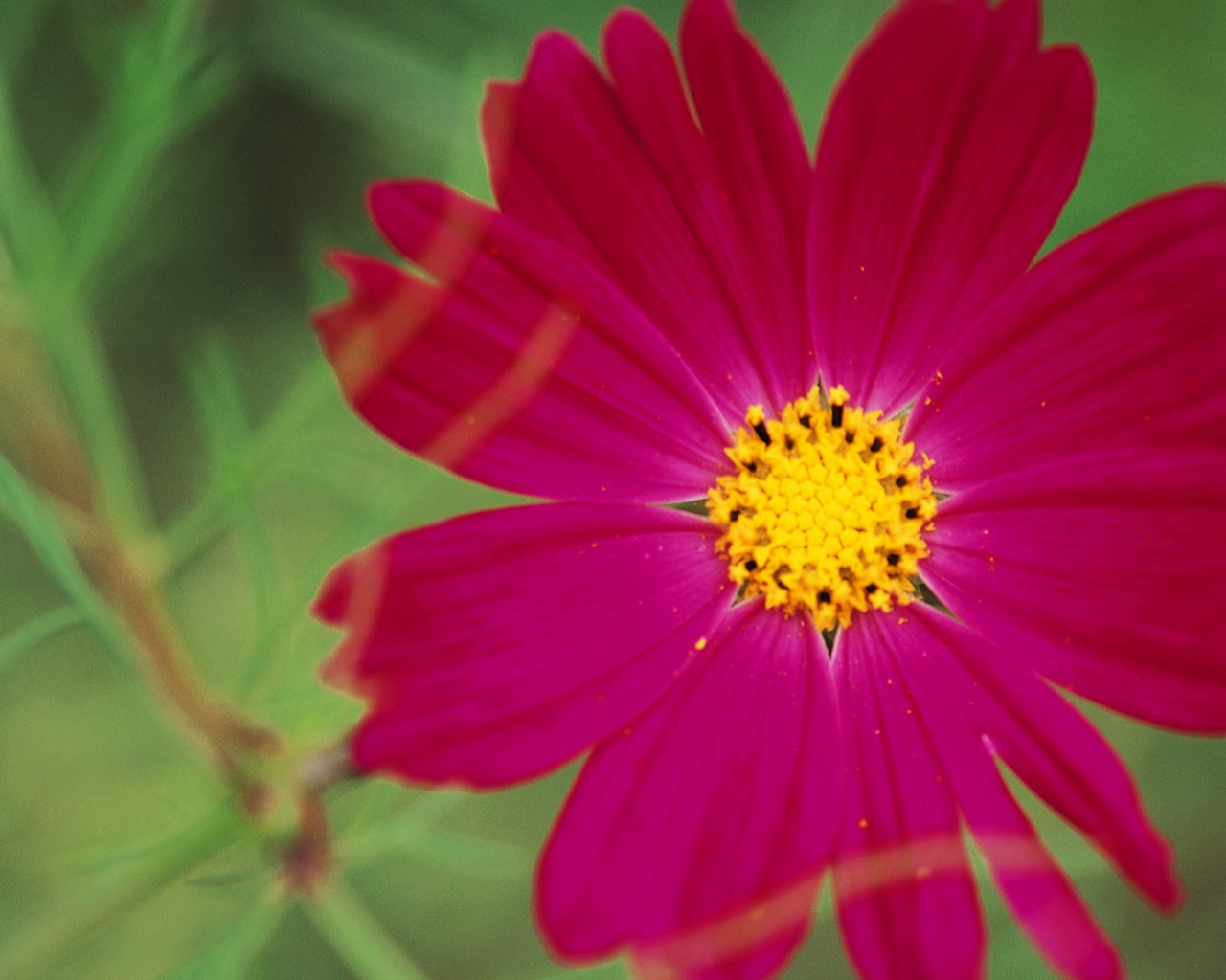 fleurs fond d'écran Widescreen close-up (10) #17 - 1280x1024