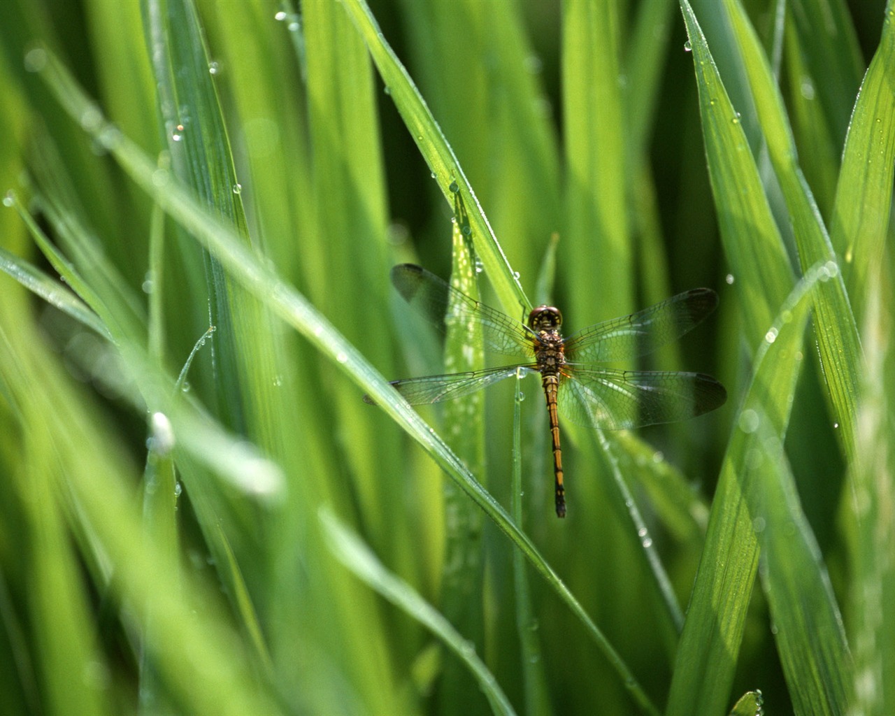 Field photo wallpaper #1 - 1280x1024
