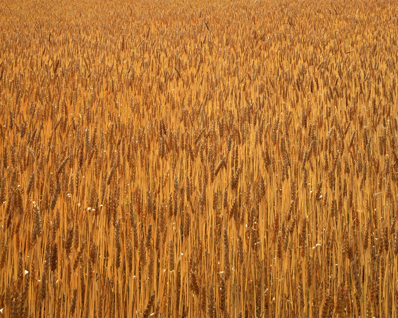 Campo de fondo de pantalla de fotos #6 - 1280x1024