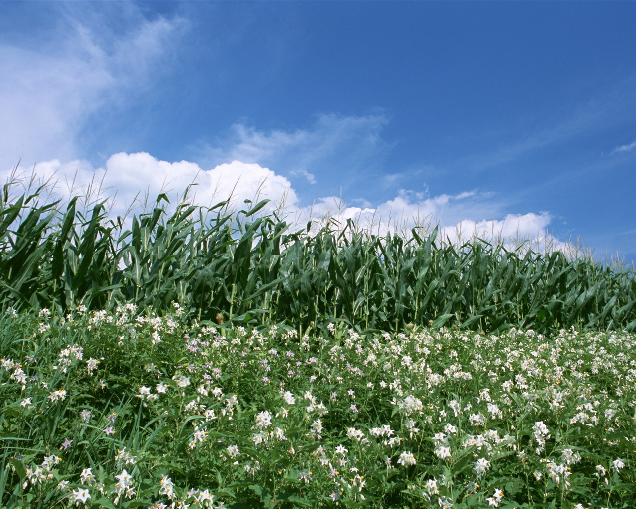 Field photo wallpaper #12 - 1280x1024