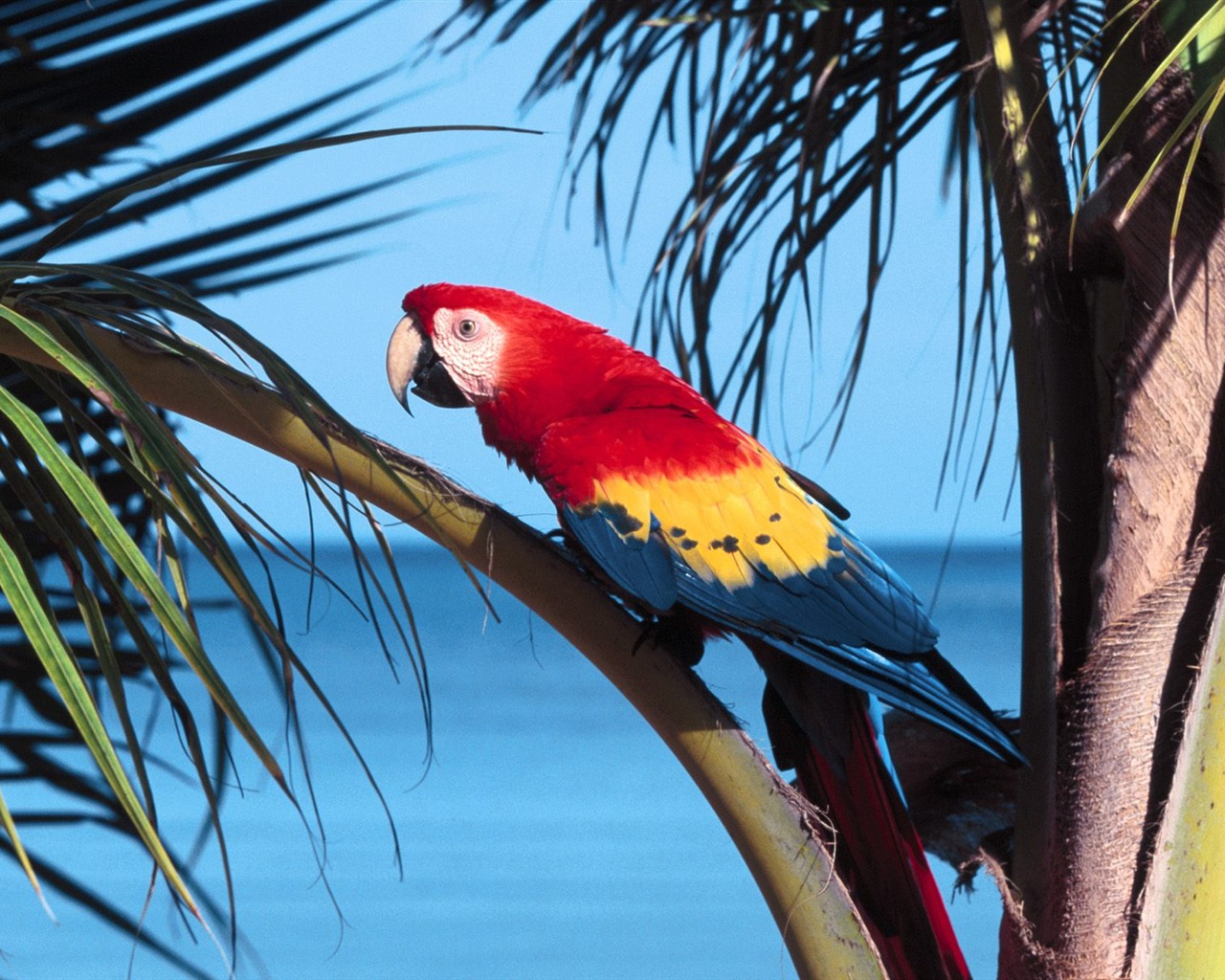 Parrot wallpaper photo album #2 - 1280x1024